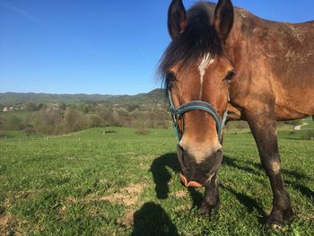 Horse grazing in field