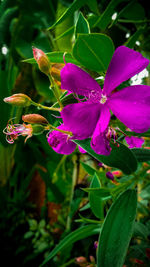 Close-up of purple flowers blooming outdoors