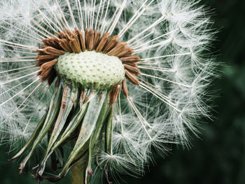 Close-up of wilted dandelion flower