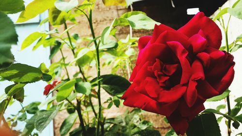 Close-up of red rose blooming outdoors