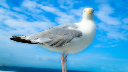 Close-up of seagulls against blue sky
