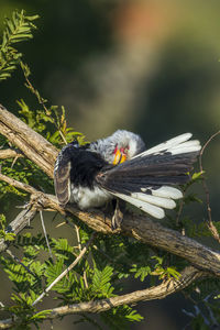 Close-up of bird perching on branch