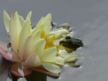 Close-up of flowers