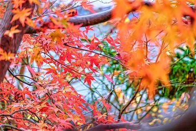 Close-up of autumn tree