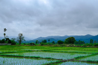 Scenic view of rice field against sky