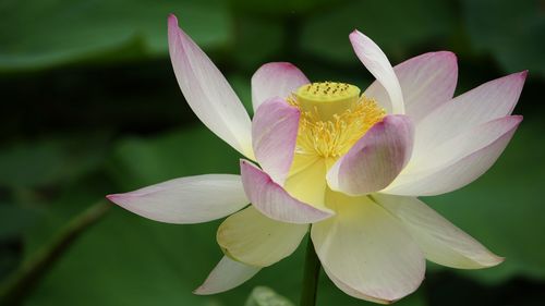 Close-up of lotus water lily