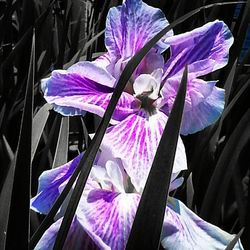 Close-up of flowers