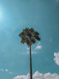 Low angle view of palm tree against sky