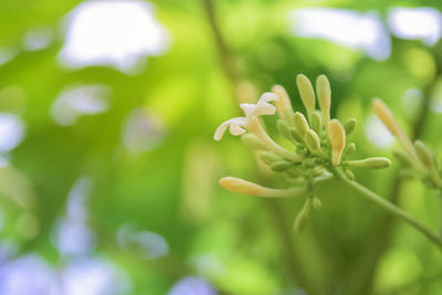 Close-up of flowering plant