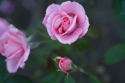 Close-up of pink rose