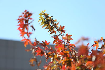 Low angle view of autumnal tree against sky