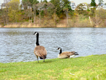 Ducks in lake