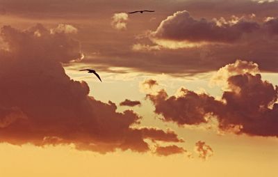 Low angle view of birds flying in sky