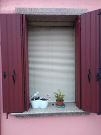 Potted plant on window of building