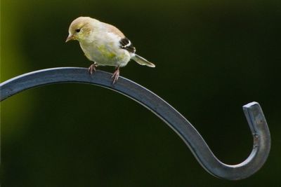 Close-up of seagull perching on a branch