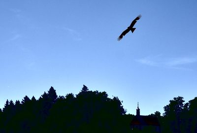 Low angle view of a bird flying