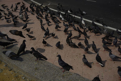 High angle view of birds perching on ground