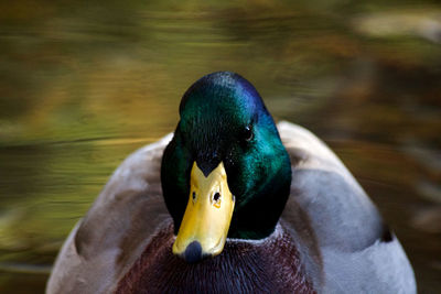 Close-up of a duck.