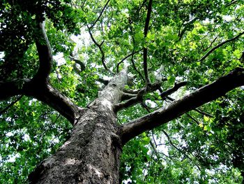 Low angle view of tree against sky