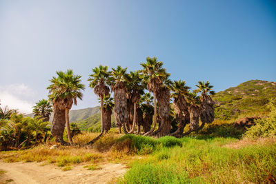 Trees on field against sky