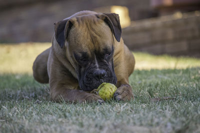 Dog relaxing on field
