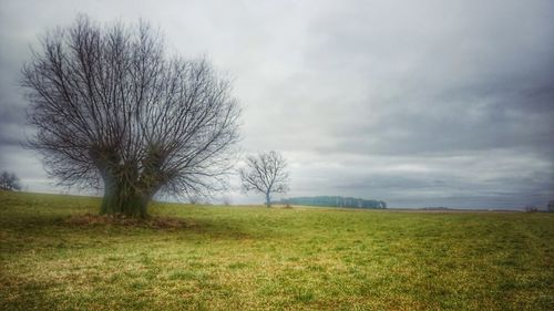 Bare trees on field against sky