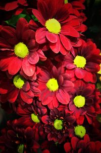 Close-up of flowers blooming outdoors