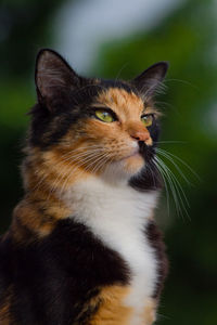 Calico cat with blur background