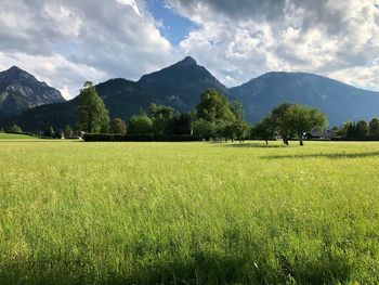 Scenic view of field against sky