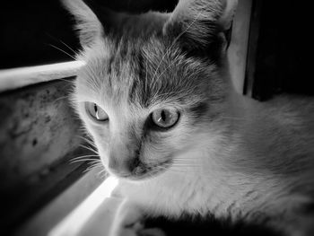 Close-up portrait of a cat