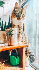 Portrait of cat sitting on potted plant at home