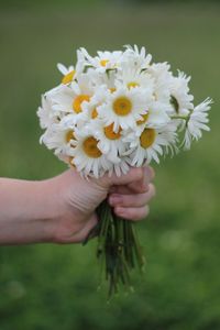 Cropped hand of person holding gerbera daisy outdoors