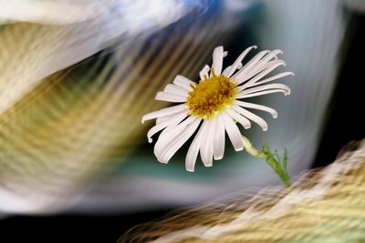 Close-up of white flowering plant