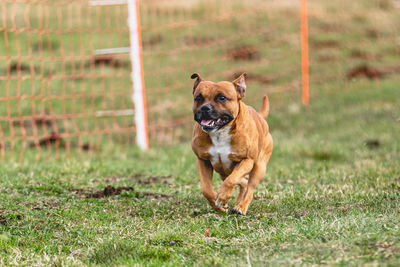 Dogs running on grassy field