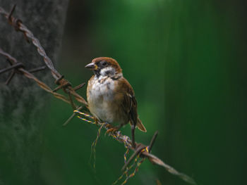Bird perching on twig