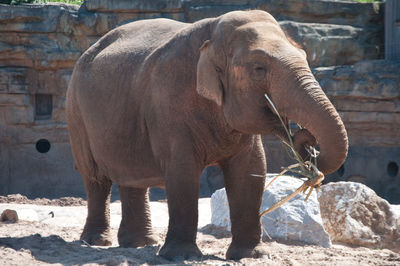 View of elephant in zoo