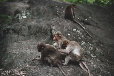 Group of temple monkey family sitting on forest rock. rhesus macaque monkeys.