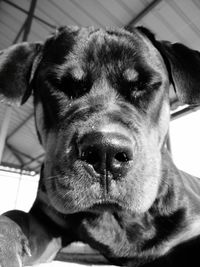 Close-up portrait of dog relaxing at home