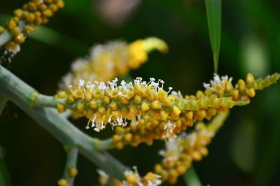 Close-up of yellow flowering plant