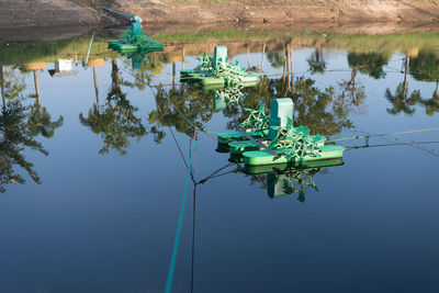 Water lilies in lake