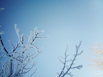 Tree against clear blue sky