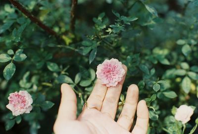 Midsection of person holding pink flowering plant