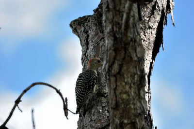 Low angle view of bird perching on tree against sky