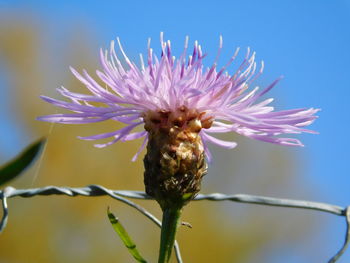 Close-up of honey bee pollinating flower