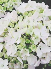 Close-up of white flowers blooming outdoors