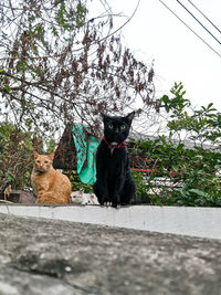 Cat sitting in a plant
