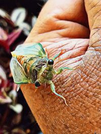 Close-up of butterfly on hand