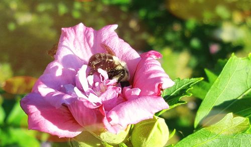 Close-up of bee on pink flower