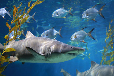 Fish swimming in sea