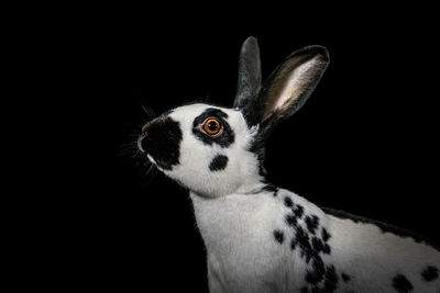 Close-up of rabbit against black background